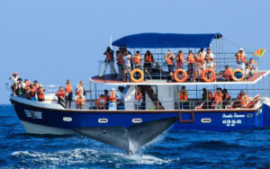 Whale watching Mirissa