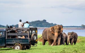 Yala national park elephant viewing