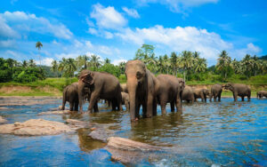 Pinnawala elephant orphanage